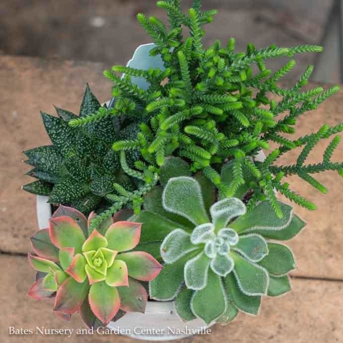 Tropical 5P Jikka Cylinder w/ Succulent Combo