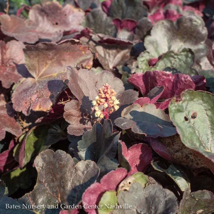 #1 Heuchera x Little Cutie &#39;Blondie&#39;/ Coral Bells