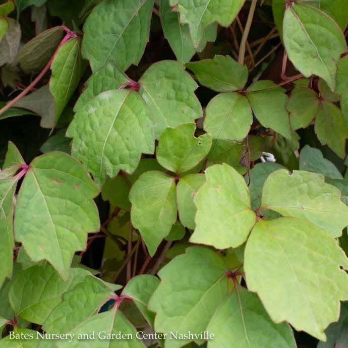 #5 Parthenocissus tri Veitchii/ Boston Ivy