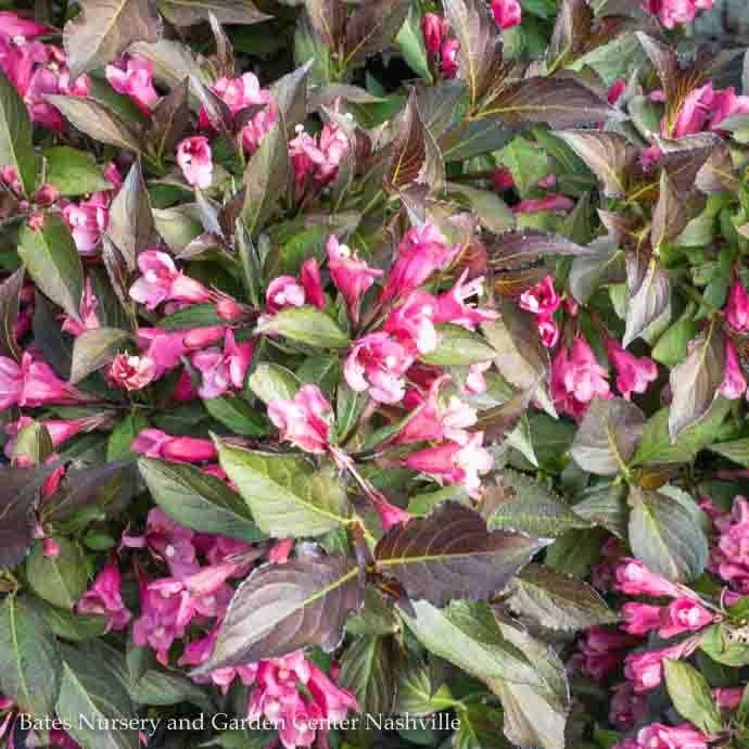 #2s Weigela flor PW Spilled Wine