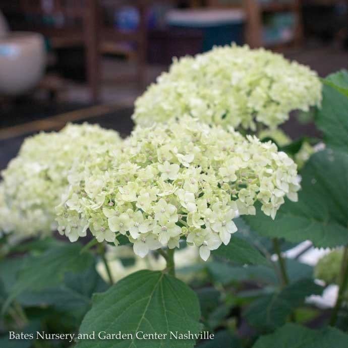 #2 Hydrangea arb Seaside Serenade &#39;Bar Harbor&#39;/ Dwarf Smooth White Native (TN)