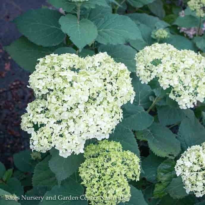 #2 Hydrangea arb Seaside Serenade &#39;Bar Harbor&#39;/ Dwarf Smooth White Native (TN)