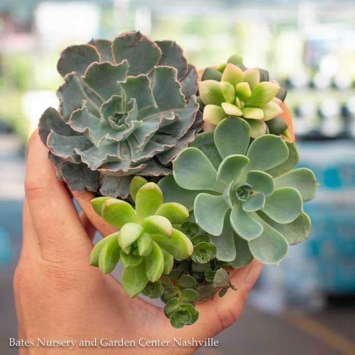 4P Terracotta Heart w/ Succulent Combo