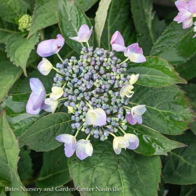 #3 Hydrangea mac PW Let's Dance 'Rhythmic Blue'/ Bigleaf/ Mophead Rebloom Blue to Pink