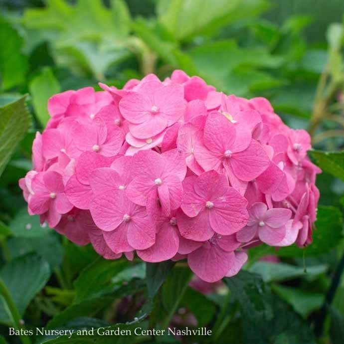 #3 Hydrangea mac Endless Summer &#39;Summer Crush&#39;/ Bigleaf Repeat