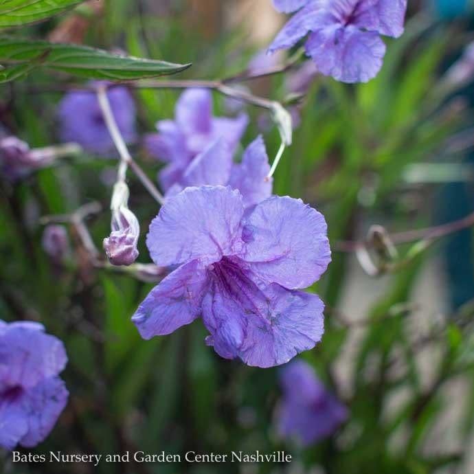 Tropical 10p! BRAID TREE  Ruellia/ Mexican Petunia Purple Showers/Tropical