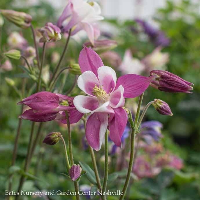 QP Aquilegia x Biedermeier/ Columbine