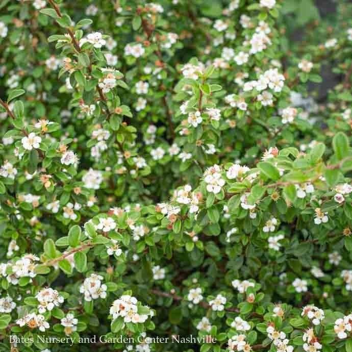 #2 Cotoneaster dammeri Coral Beauty