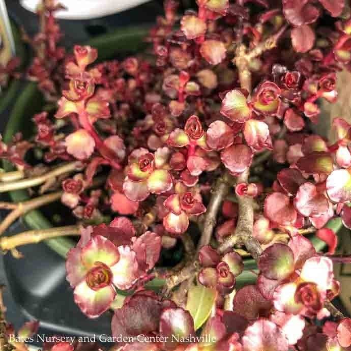 #1 Sedum spurium Voodoo/ Stonecrop