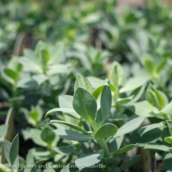 QP Euphorbia Myrsinites/ Myrtle Spurge