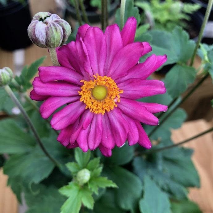 #1 Anemone x Pamina/ Magenta