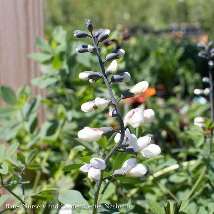 #1 Baptisia x Purple Smoke/ False Indigo