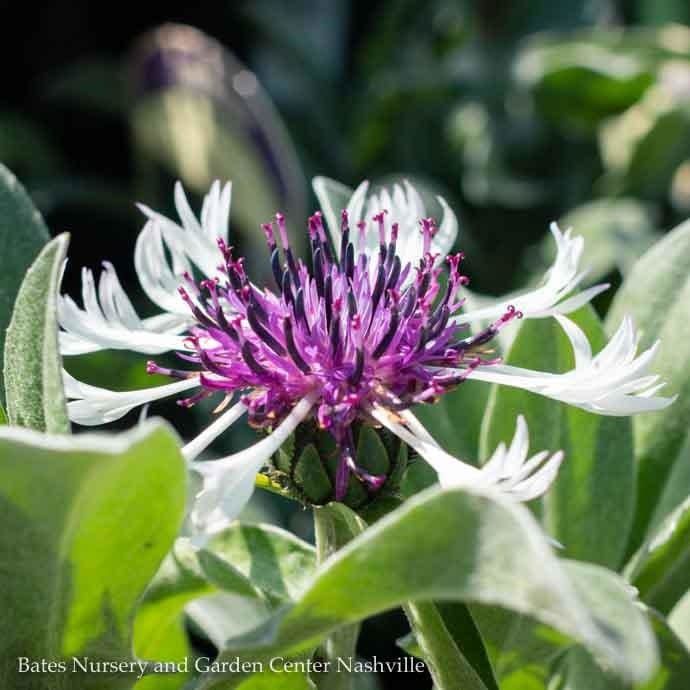 QP Centaurea montana Amethyst in Snow/ Cornflower, Bachelor Button
