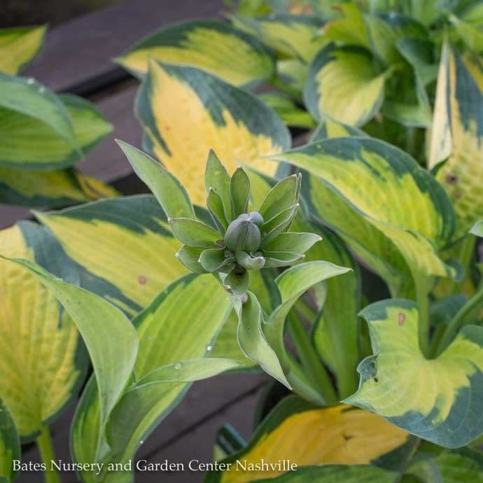 #1 Hosta Paul&#39;s Glory/ Variegated