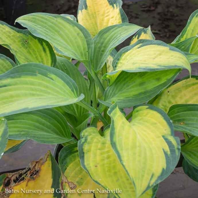 #1 Hosta Paul&#39;s Glory/ Variegated