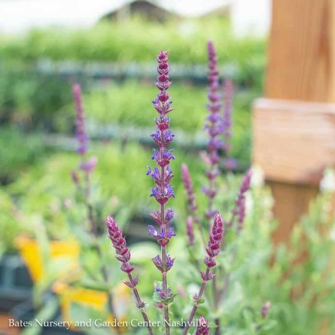 #1 Salvia nem Caradonna/ Meadow Sage