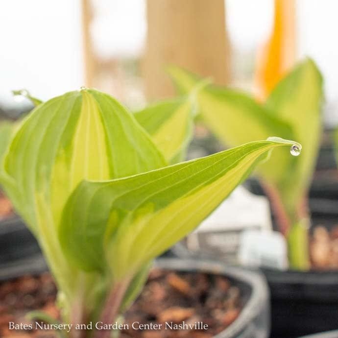 #1 Hosta Island Breeze/ Gold w/ Green Margins 2022 Hosta of the Year