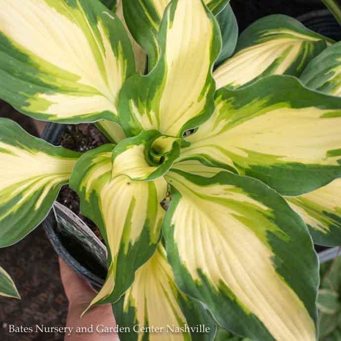 #1 Hosta Vulcan/ Variegated