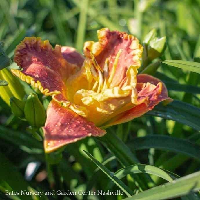 #1 Hemerocallis Titan Skye/ Daylily