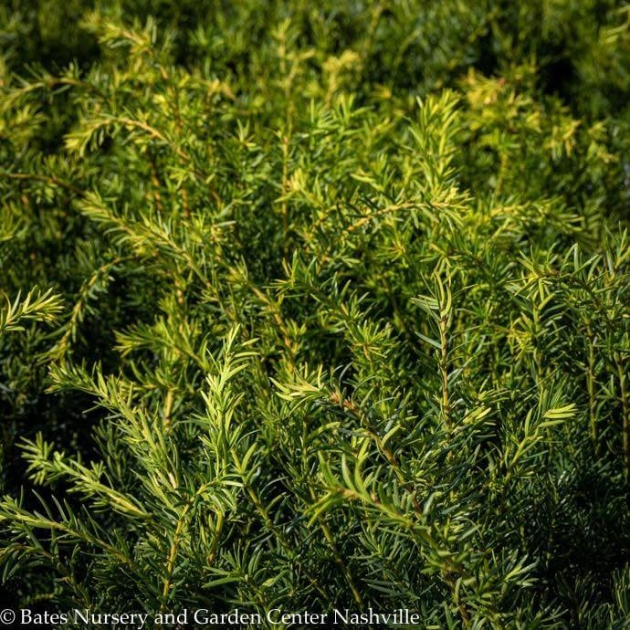 #1 Taxus x media Densiformis/ Dense Yew