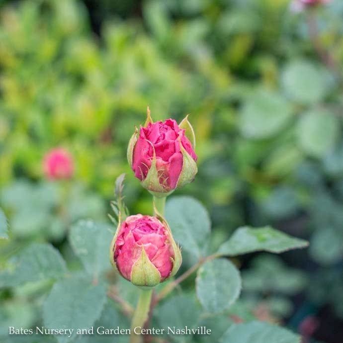 #3 Rosa Princess Alexandra of Kent/ Pink David Austin Shrub Rose - No Warranty