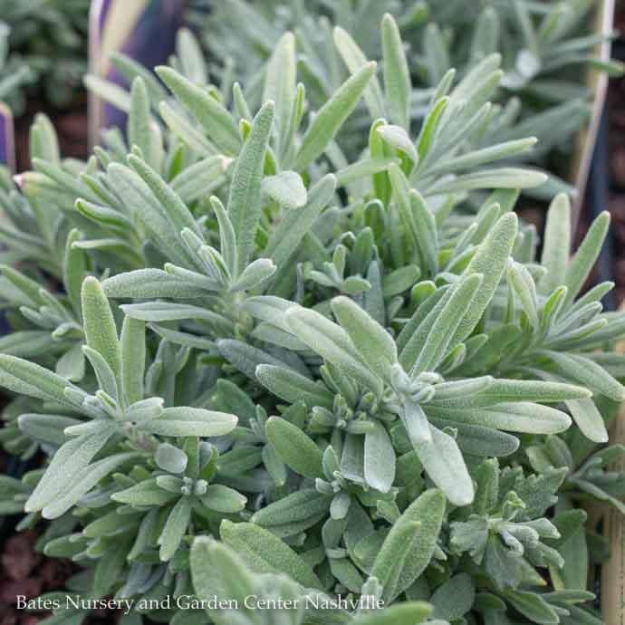 QP Lavandula ang Hidcote/ English Lavender - No Warranty