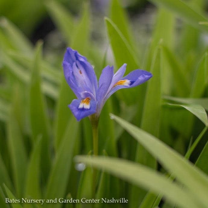 #1 Iris cristata/ Dwarf Crested Native (TN)