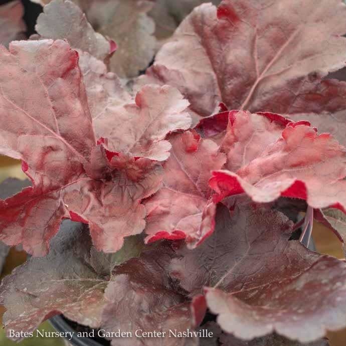 #1 Heuchera x PW Primo &#39;Mahogany Monster&#39;/ Coral Bells