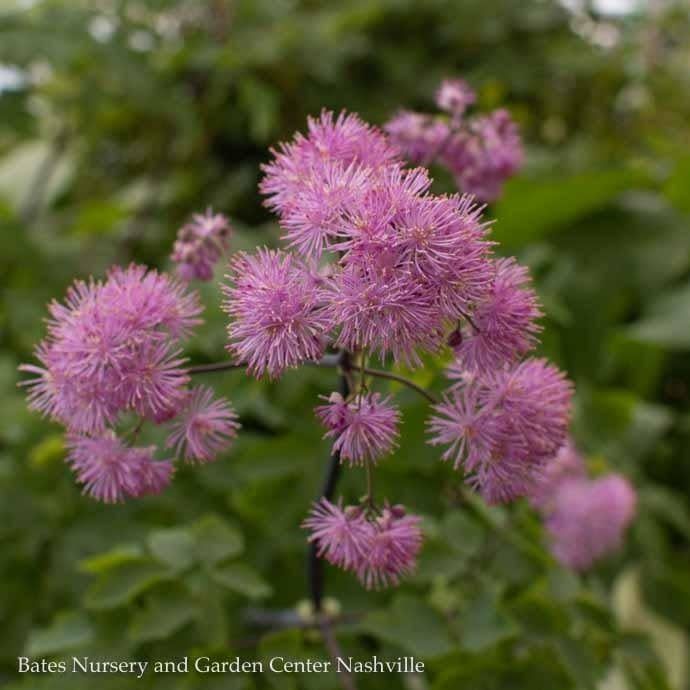 #1 Thalictrum aquilegiifolium Black Stockings/ Meadow Rue