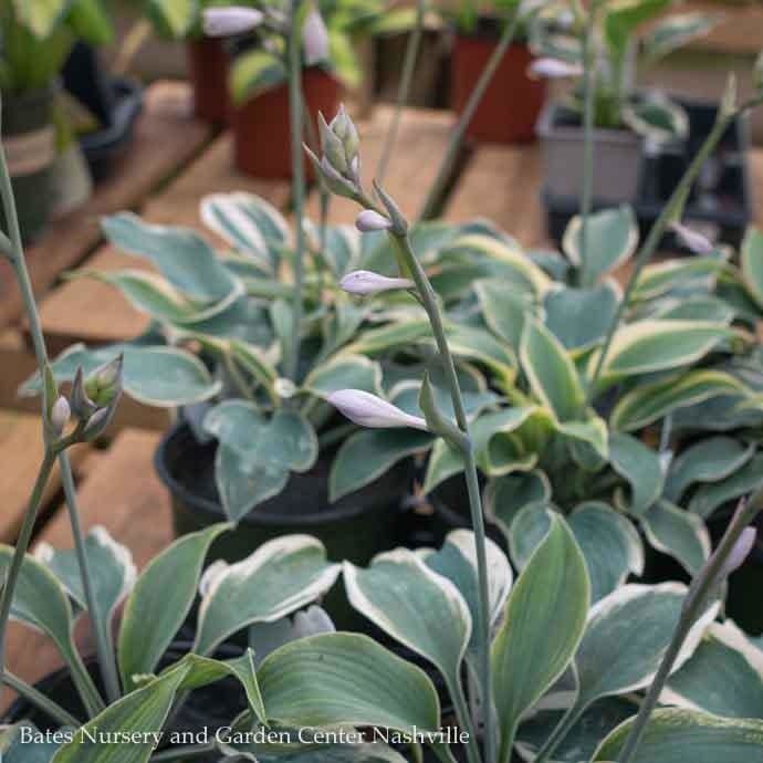 #1 Hosta First Frost/ Blue-Green w/ Cream Margins