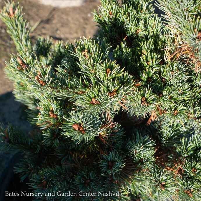 #3 Pinus parviflora Kinpo/ Japanese White Pine - No Warranty