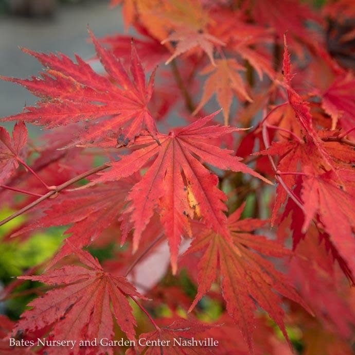 #6 Acer x pse Arctic Jade/ Korean Maple