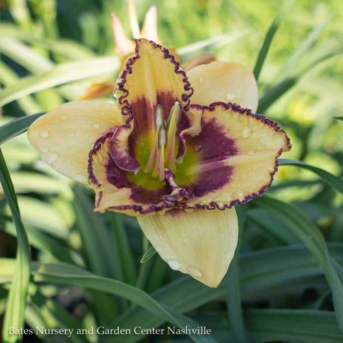 #1 Hemerocallis Blazing Skye/ Daylily