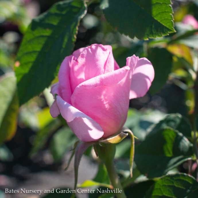 #3 Rosa Gertrude Jekyll/ Pink David Austin Shrub Rose - No Warranty