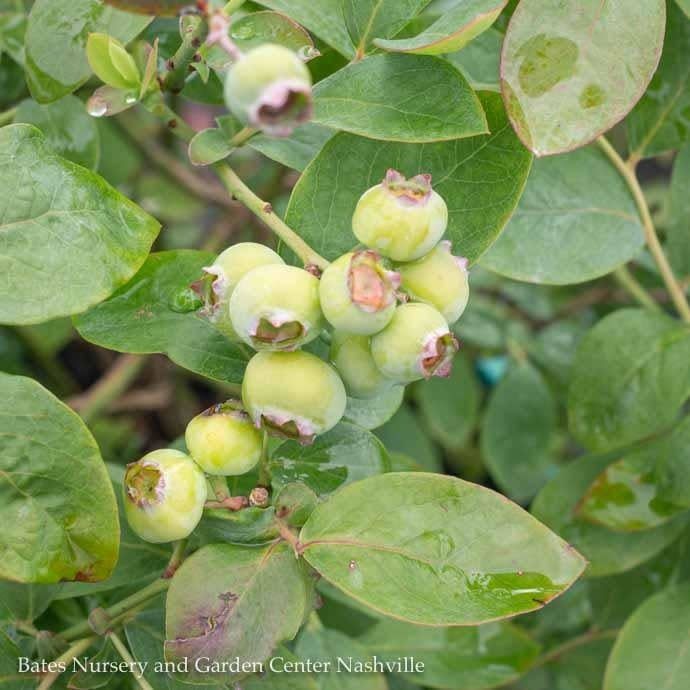 Edible #2 Vaccinium cory Bushel and Berry &#39;Silver Dollar&#39;/ Blueberry Native (TN)