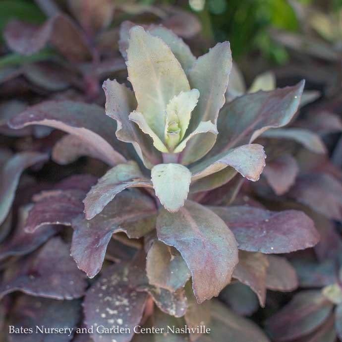 #1 Sedum x Evolution &#39;Chocolate Fountain&#39;/ Stonecrop