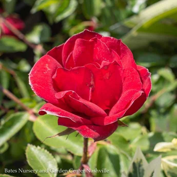 #2 Rosa Grace N' Grit 'Red'/ Shrub Rose - No Warranty