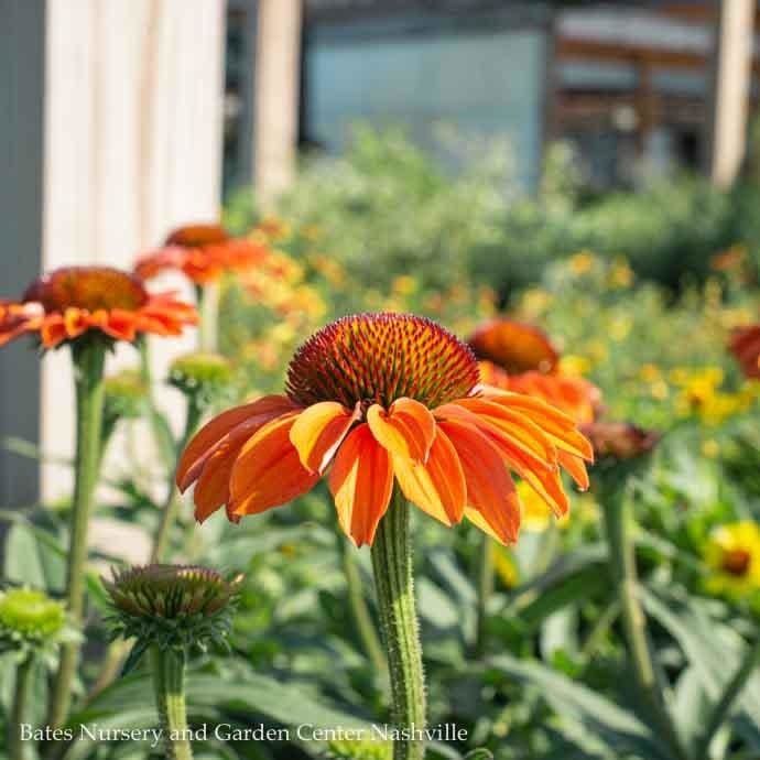 #1 Echinacea x Prima &#39;Ginger&#39;/ Compact Coneflower