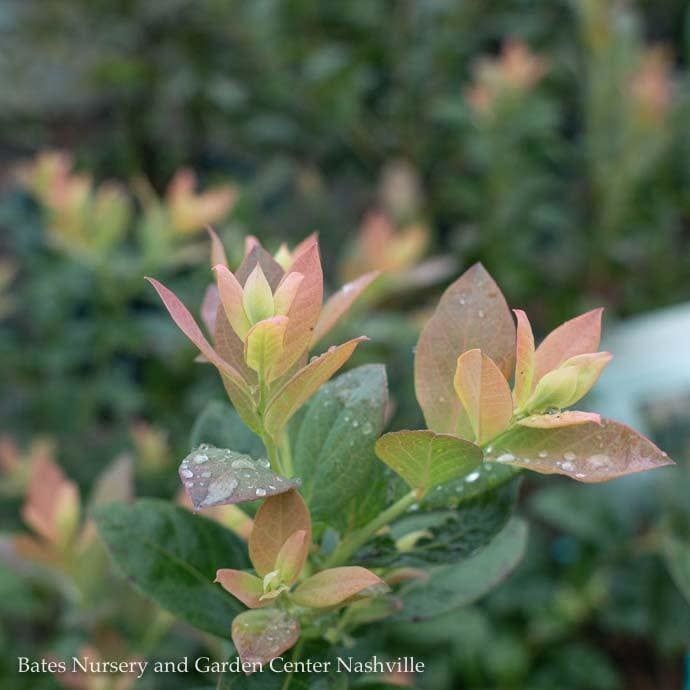 Edible #2 Vaccinium cory Bushel and Berry &#39;Pink Icing&#39;/ Highbush Blueberry Native (TN)