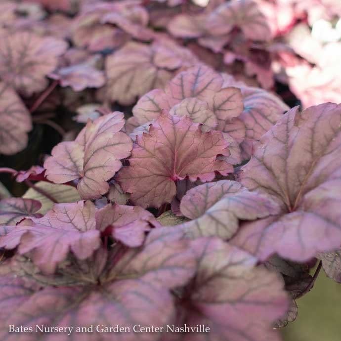 #1 Heuchera x Pink Panther/ Coral Bells