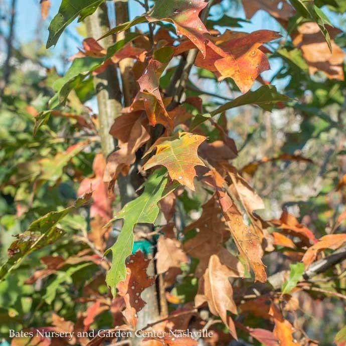 #30 Quercus texana/ Nuttall Oak Native (TN)