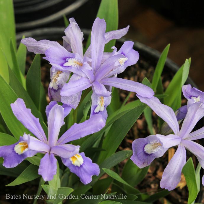 #1 Iris cristata/ Dwarf Crested Native (TN)