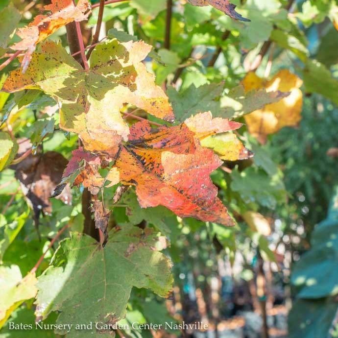 #15 Acer rub Brandywine/ Red Maple Native (TN)
