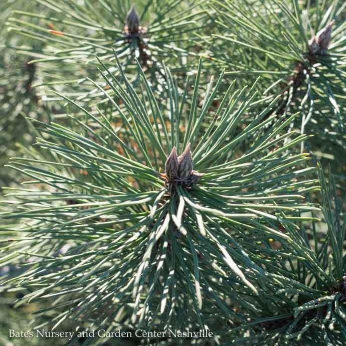 #10 Pinus nig Oregon Green/ Austrian Pine