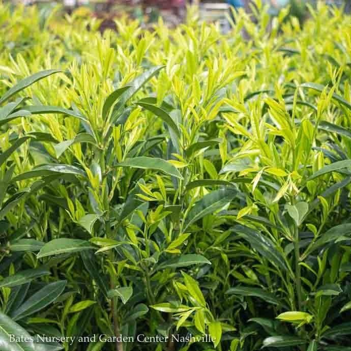 #6 3ft. Prunus lauro Schipkaensis/ Schip Cherry Laurel