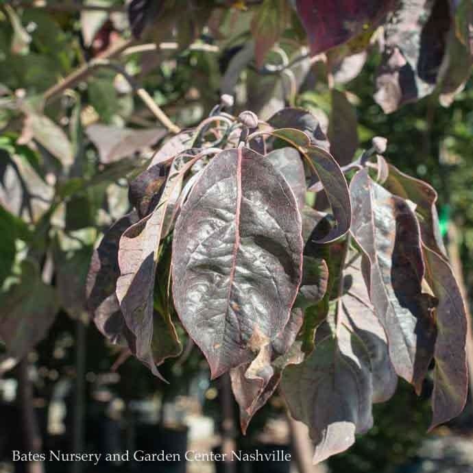 #5 Cornus florida Cherokee Brave/ Flowering Red Dogwood Native (TN)