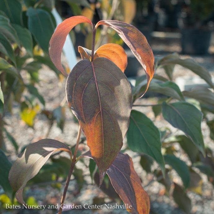 #5 Cornus florida Cherokee Brave/ Flowering Red Dogwood Native (TN)