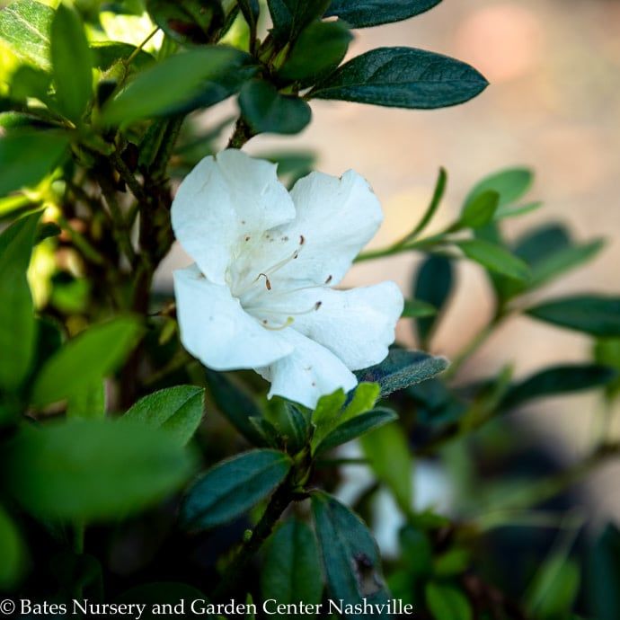 #3 Azalea x Encore Autumn Ivory/ Repeat White Dwarf