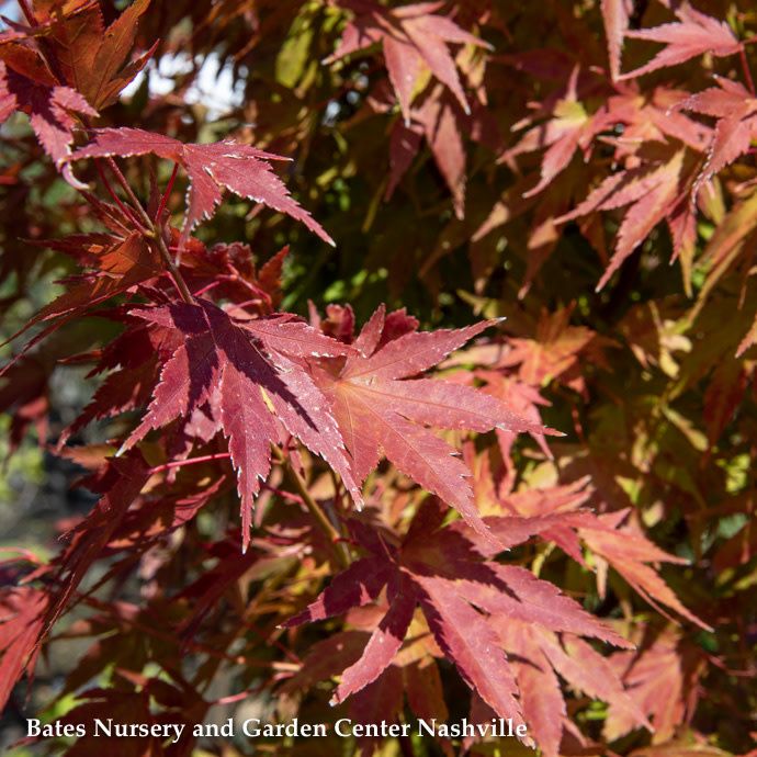 #20 Acer pal Tobiosho/ Green Upright Japanese Maple