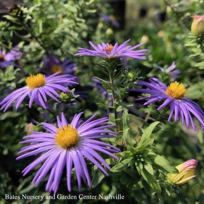 #1 Symphyotrichum oblong Raydon&#39;s Favorite/ Aromatic Aster Native (TN)